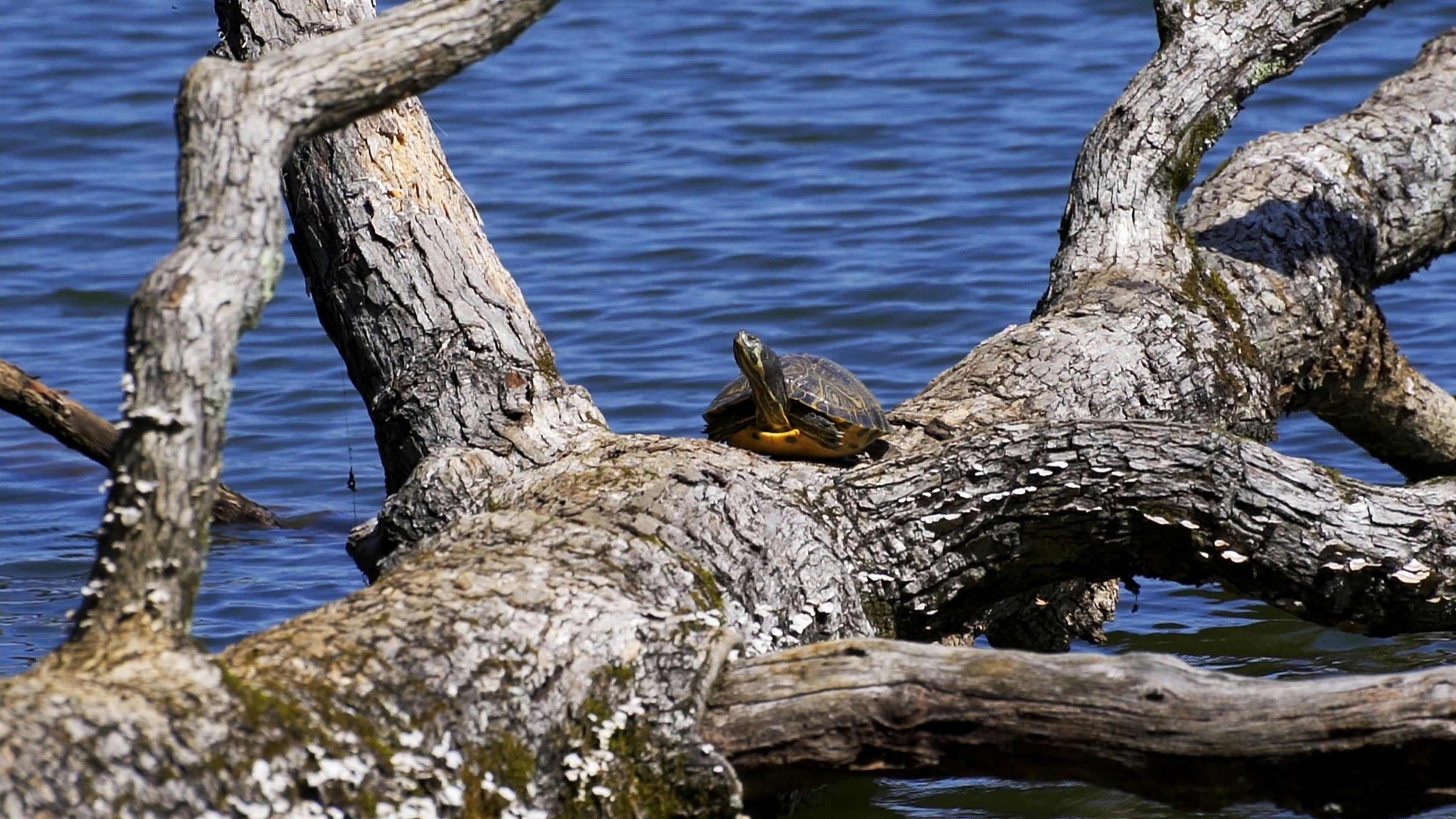 Turtle on Trunk · Free Stock Video