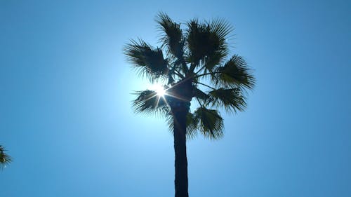 Palm Tree Under A Bright Sun