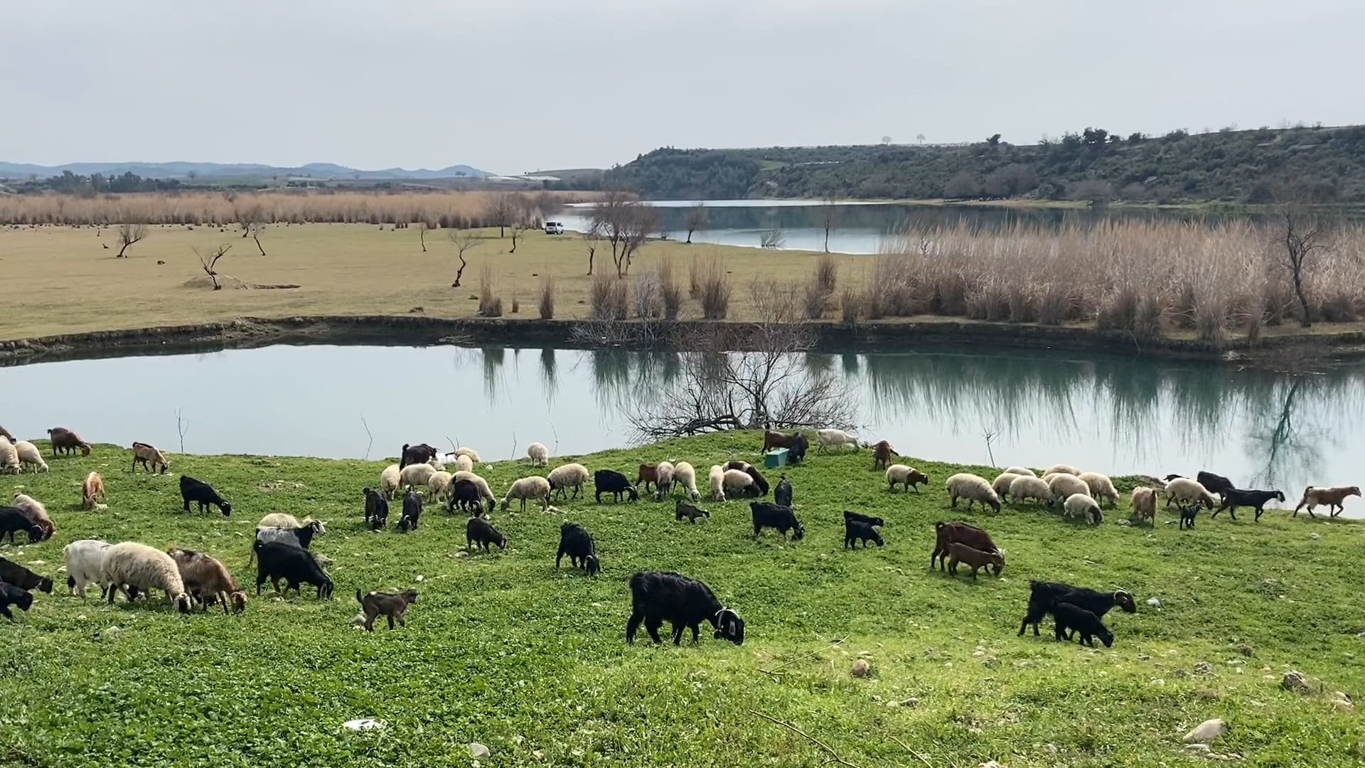 Goats and a Flock of Sheep Grazing a Pasture Free Stock Video Footage ...