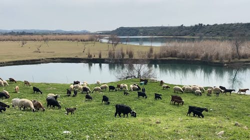 Goats and a Flock of Sheep Grazing a Pasture