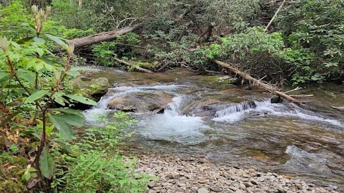 Shallow River in the Forest