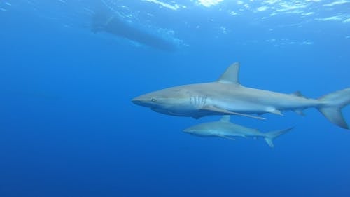 Video of a Shark Underwater