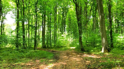 View of the Lush Forest