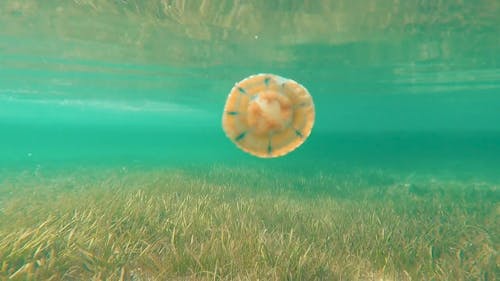 Underwater Shot of a Jellyfish
