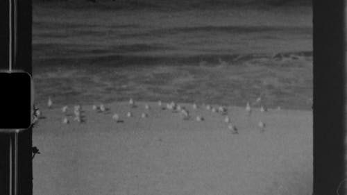 Black and White Film of Seagulls in a Beach