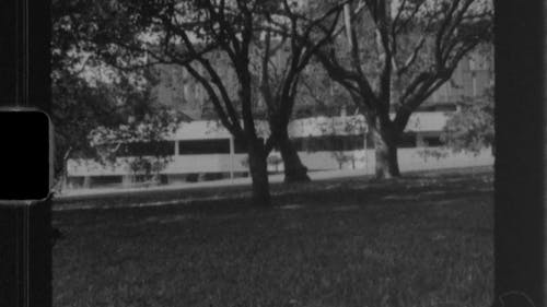 A Black and White Photo of Trees on the Grass