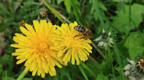 Close Up Video of Bee on a Flower