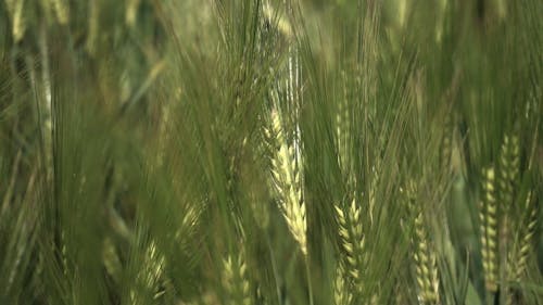 Tracking Shot of Wheat Crops