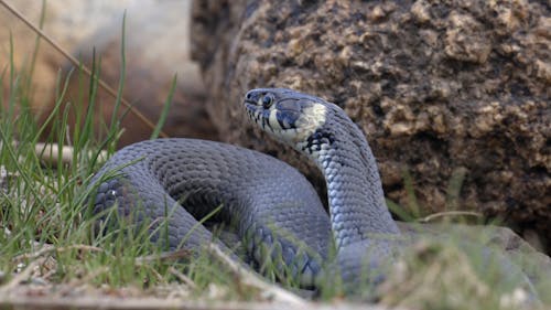 Close-up Video of a Snake