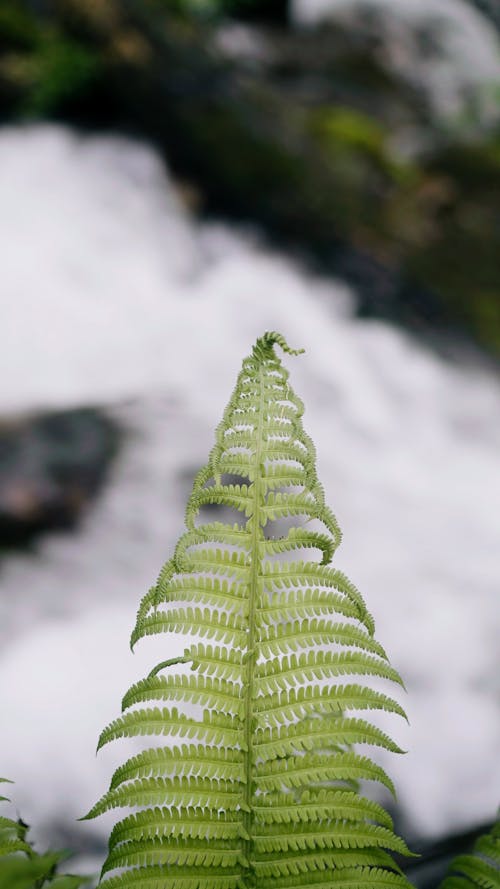 Close Up Video of a Fern