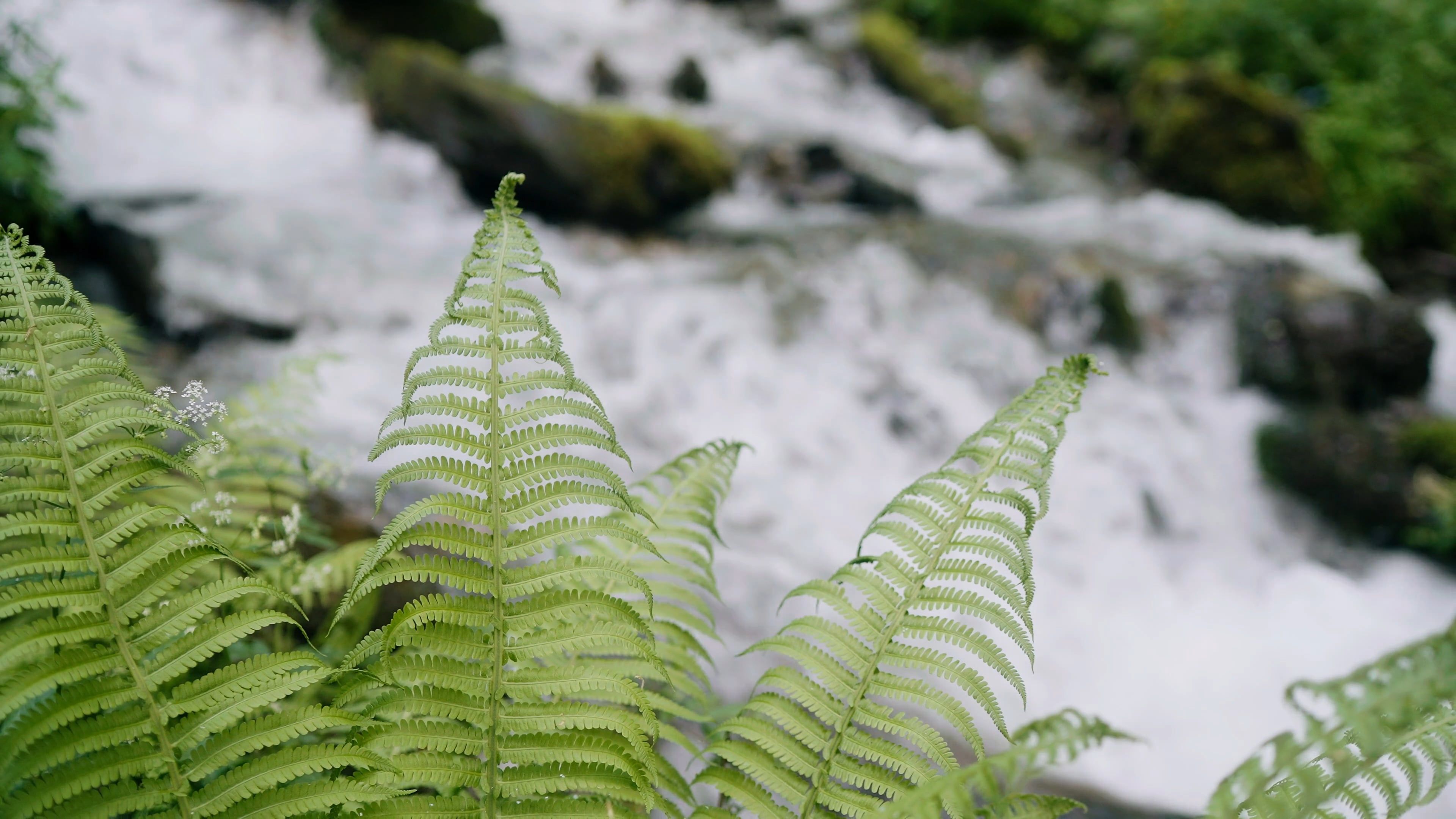 Water Flowing in a Stream Free Stock Video Footage, Royalty-Free 4K ...