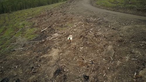 Aerial Footage of a Man in the Woods