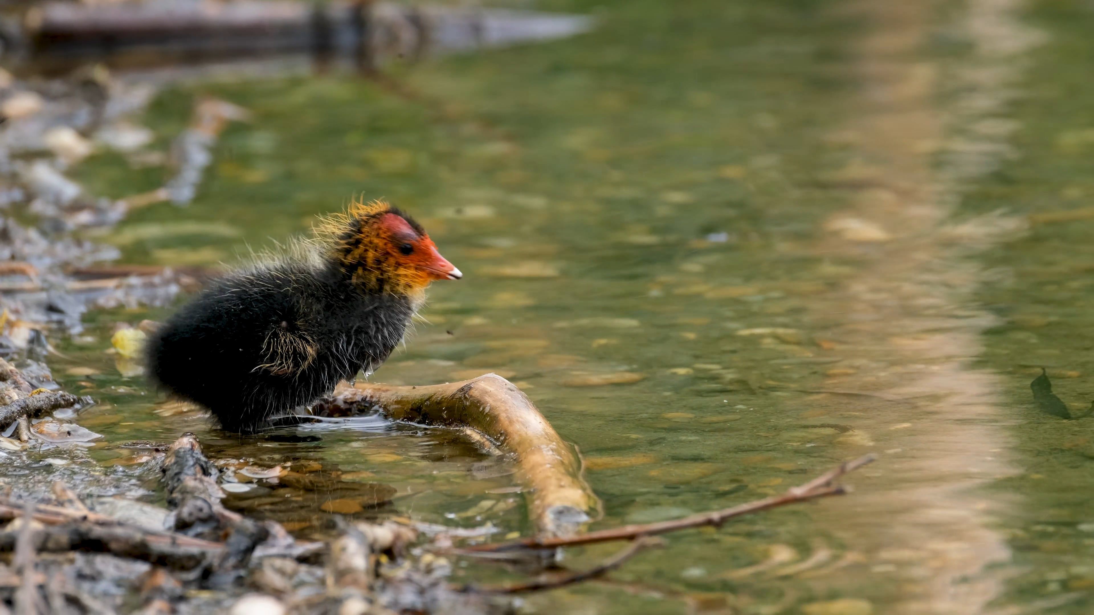Bird Fuzz Videos, Download The BEST Free 4k Stock Video Footage & Bird ...