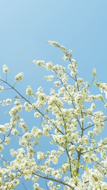 春风视频素材