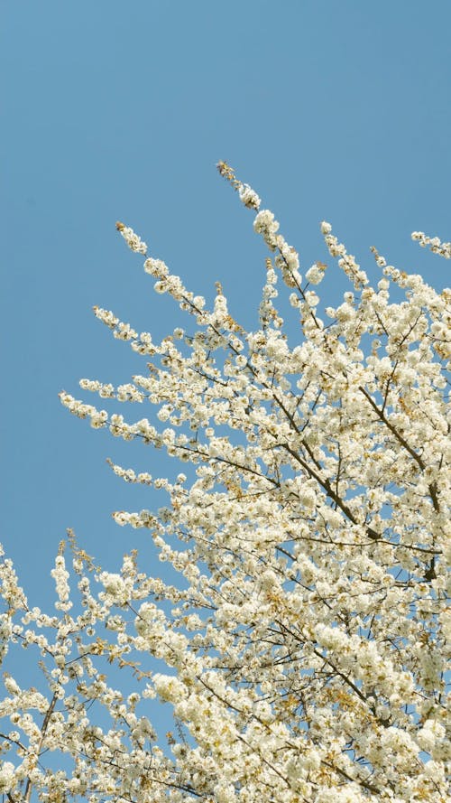 White Cherry Blossoms