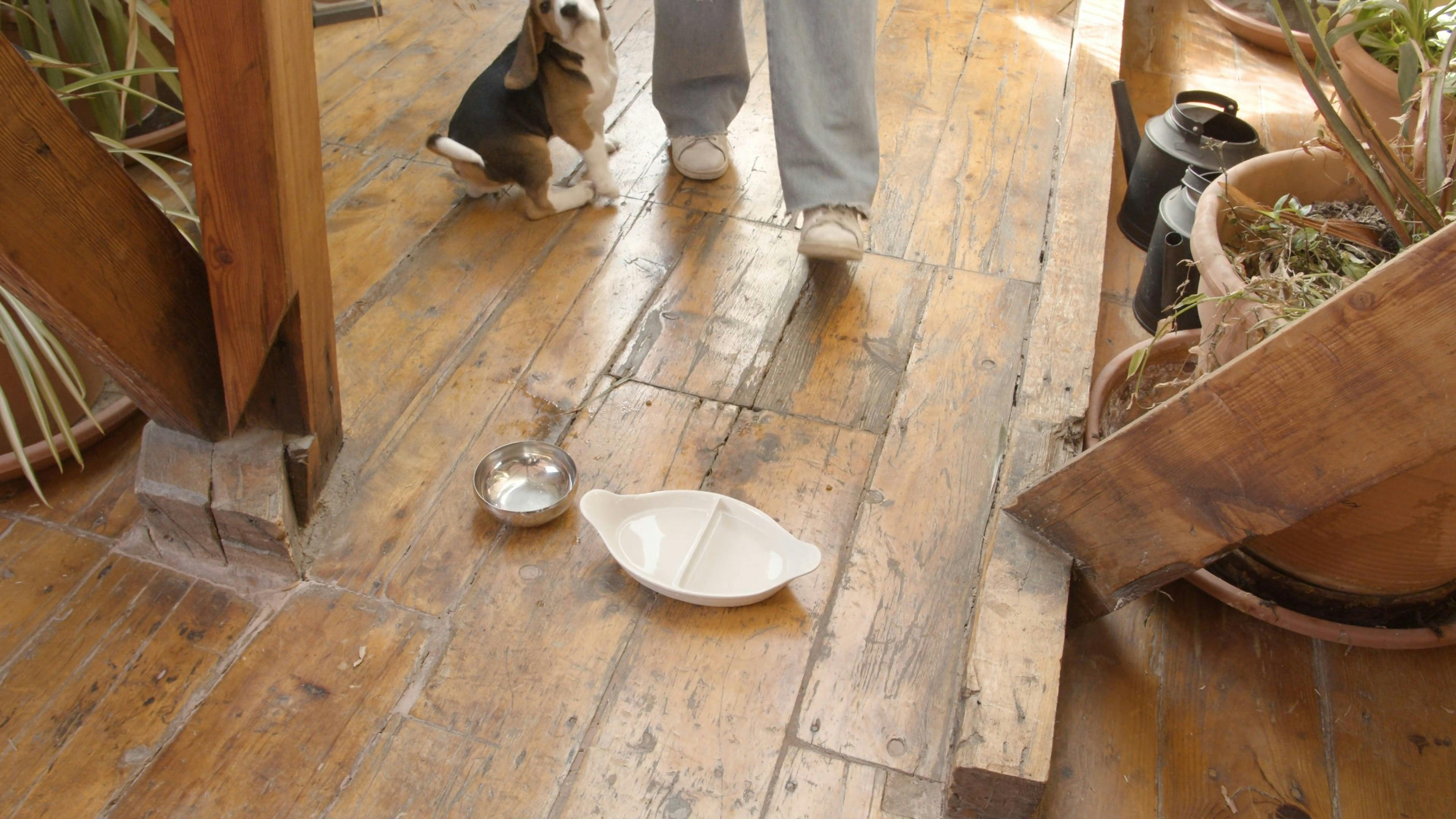 Video of a Dog Eating Dog Food · Free Stock Video