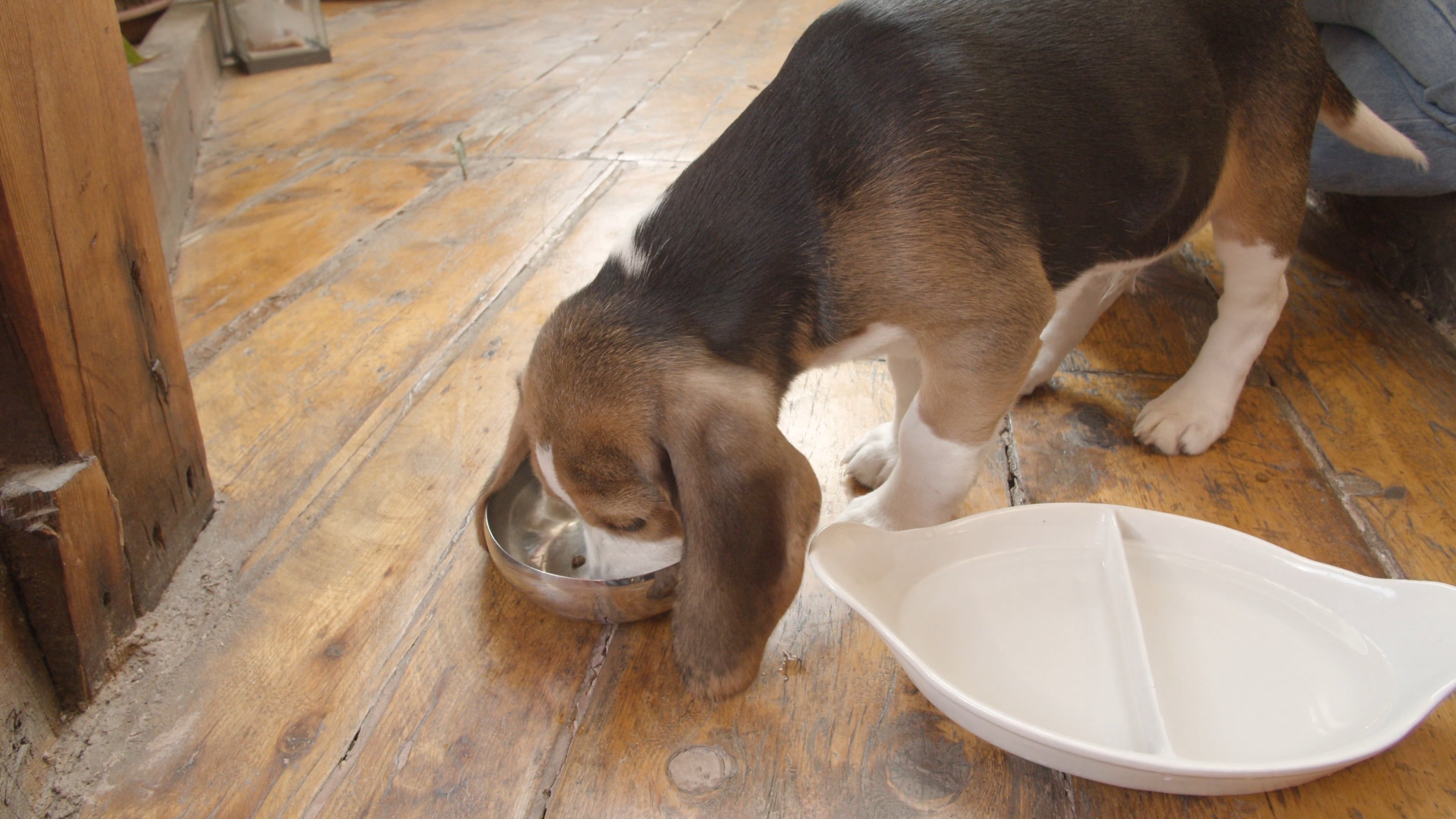 Beagle Food Videos, Download The BEST Free 4k Stock Video Footage