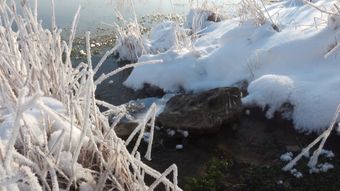 雪蛤免费下载视频素材视频素材