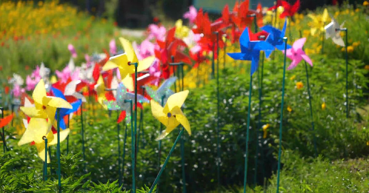 Pinwheel Inlawn Pinwheels Spinning in a Garden Free Stock Video Footage, Royalty-Free ...