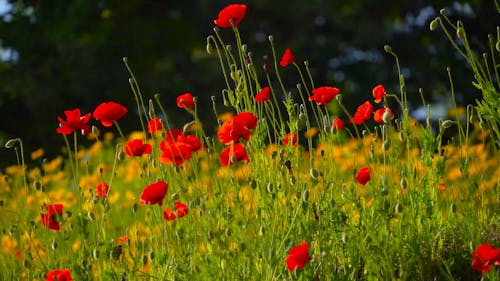 Red Flowers Swaying in the Wind