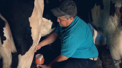 Cow Milk Videos, Download The BEST Free 4k Stock Video Footage & Cow Milk HD Video Clips Cow Milk Videos, Download The BEST Free 4k Stock Video Footage & Cow Milk HD Video Clips