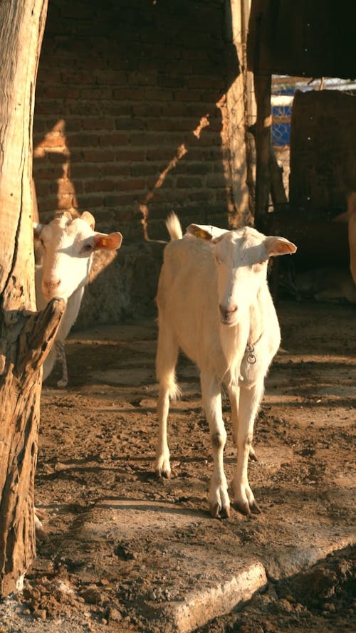 Goats on a Farm