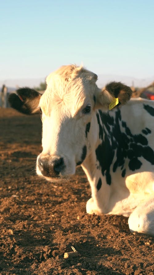 A Cow in a Farm