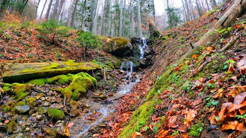 Water Flowing on Forest River Creek 