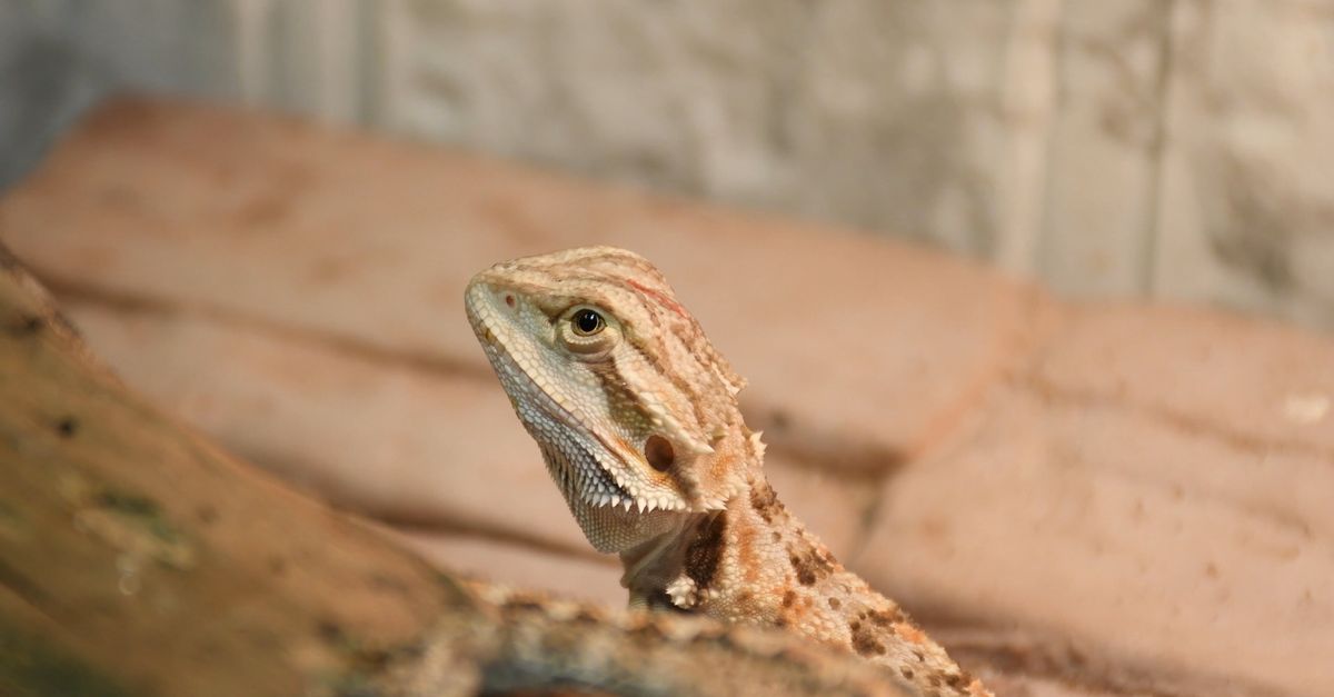Real Lizard Hd Close-up Footage of a Lizard Free Stock Video Footage, Royalty-Free 4K ...