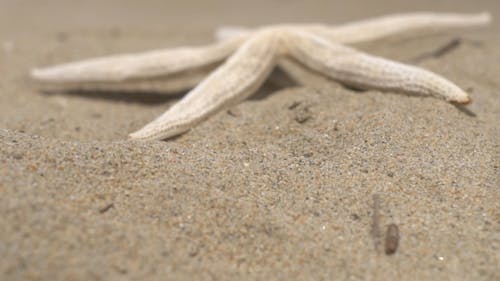 Starfish on Sand
