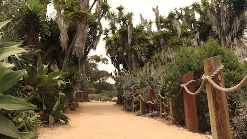 Unpaved Pathway In the Center of Plants and Trees