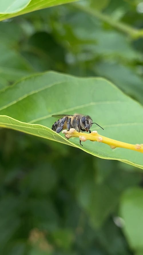 Close Up of a Bee on a Leaf