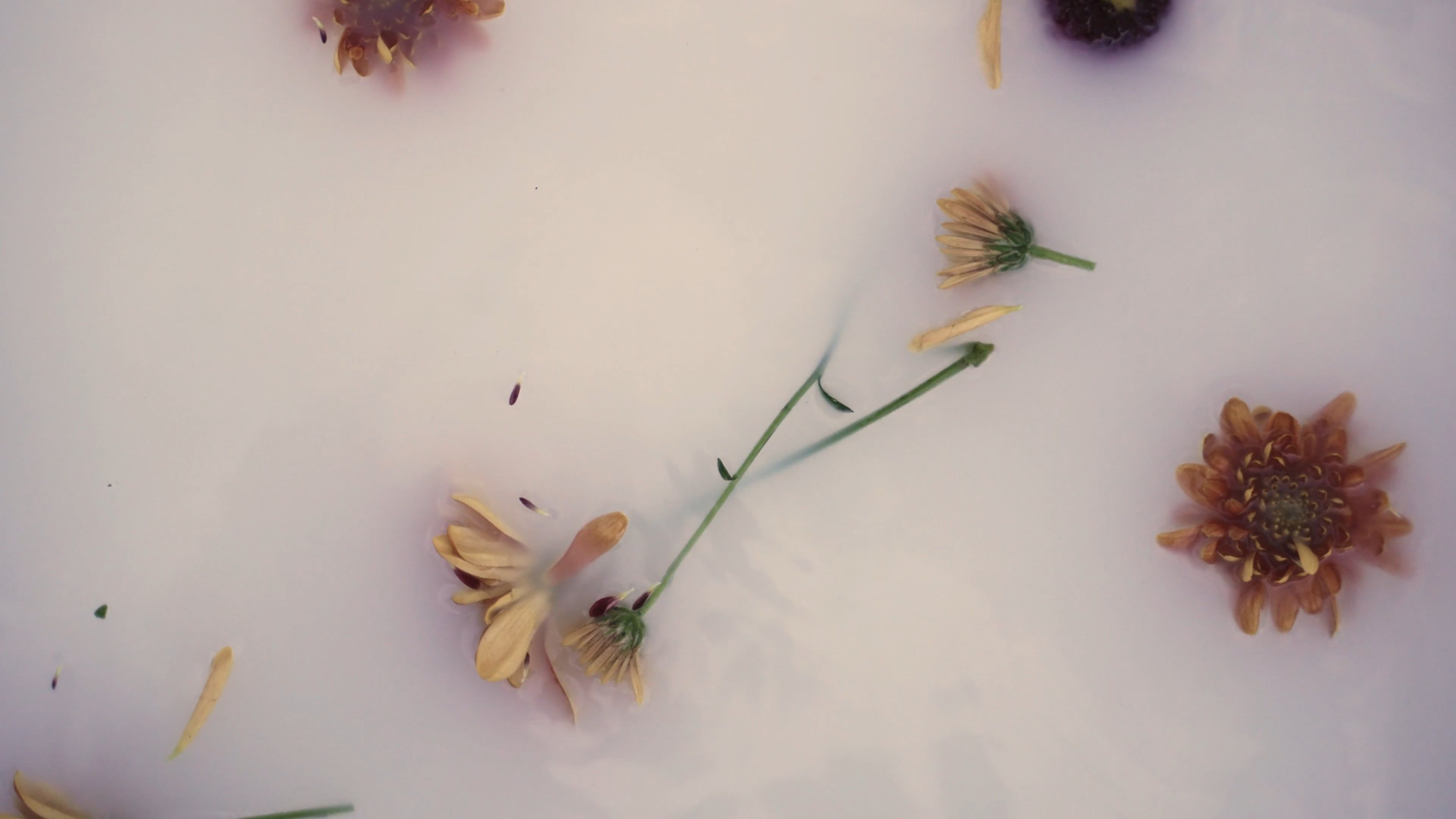 Instagramのストーリーの背景 ピンク ピンクの花 ぷかぷか フラワーズ 動く 咲く 垂直ビデオ 水 浮遊 濡れる 美しい 花つぼみ 花びら 閉じるの無料の動画素材