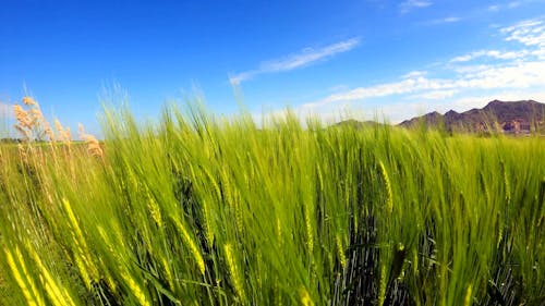 A Green Wheat Field