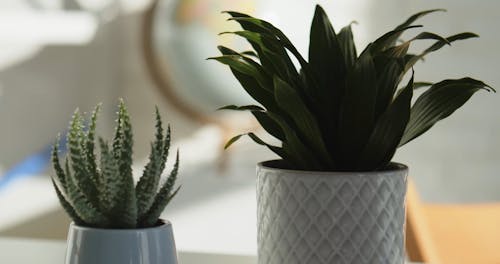 Close Up Video of Potted Plants