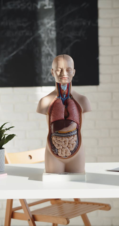 Close Up Video of an Anatomical Model 