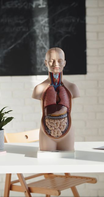 人体视频素材视频素材高清视频免费下载视频素材