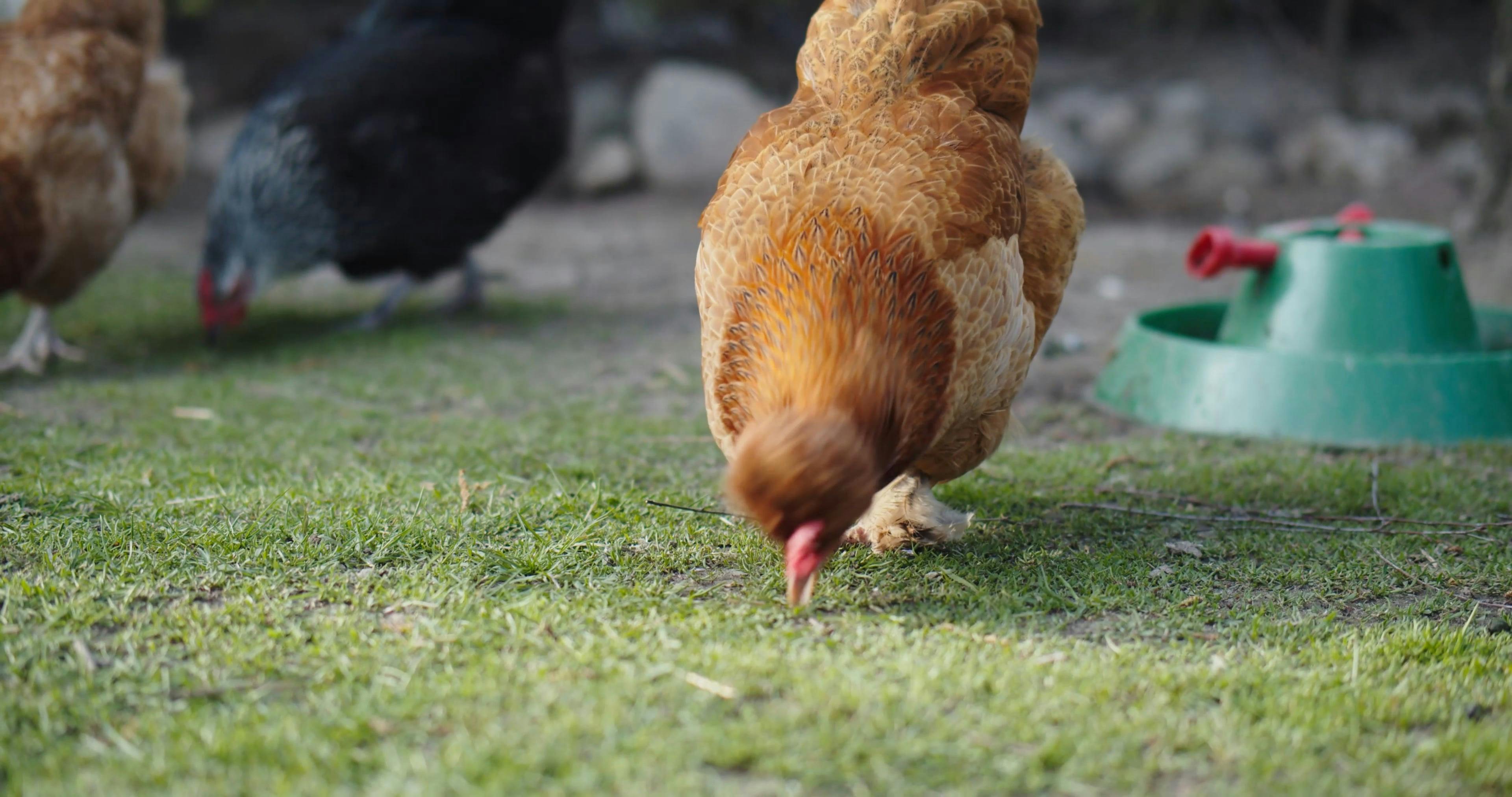 Chickens Eating Grass · Free Stock Video