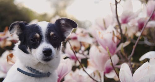 Video of a Dog and Flowers