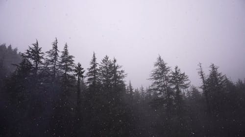 Snow Falling on the Roof