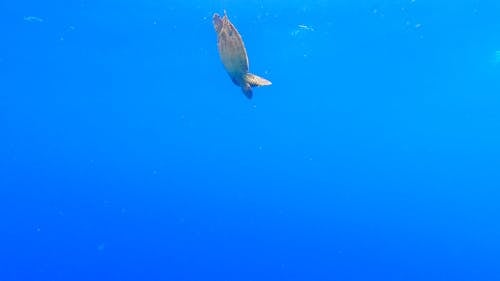 Turtle Under Water