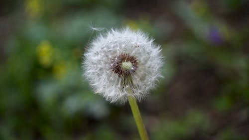 Close Up of Dandelion Seeds