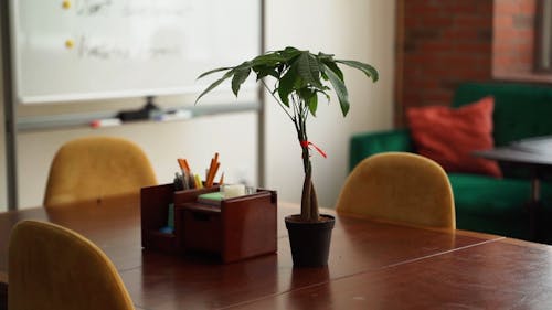 An Indoor Plant on the Table