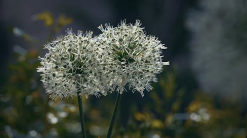 Close Up View Of White Allium Flowers In Bloom