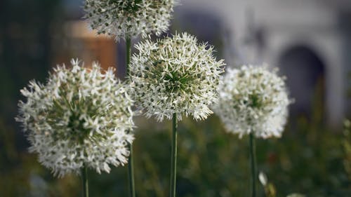 A Close-Up Video of Blooming Flowers