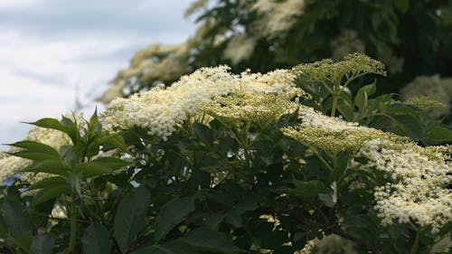 A Close-up Video of Flowers with Leaves