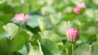 大风中的荷花视频素材免费下载视频素材视频素材