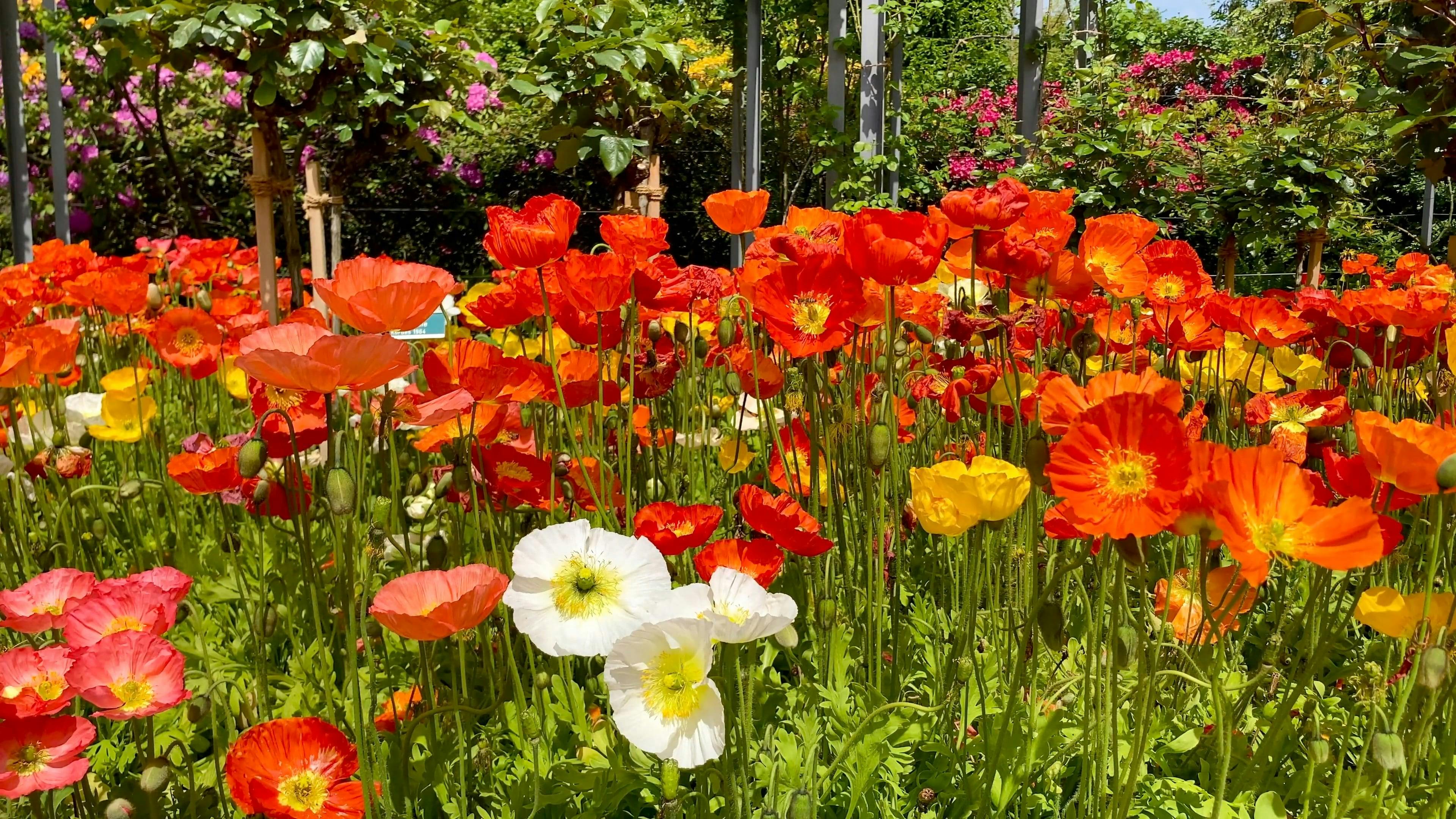 Beautiful Blooming Flowers on a Garden · Free Stock Video