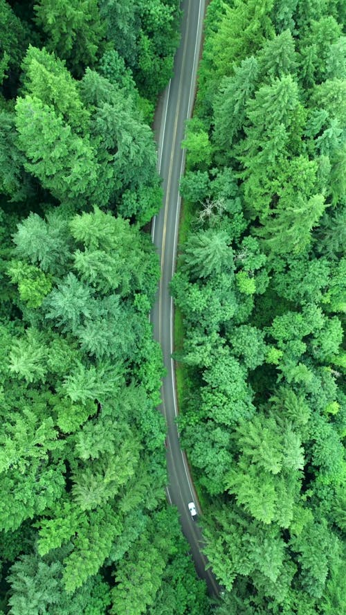Birds Eye View of a Road Going through a Dense Forest