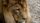 african lion